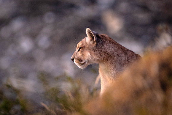 Sol in profile