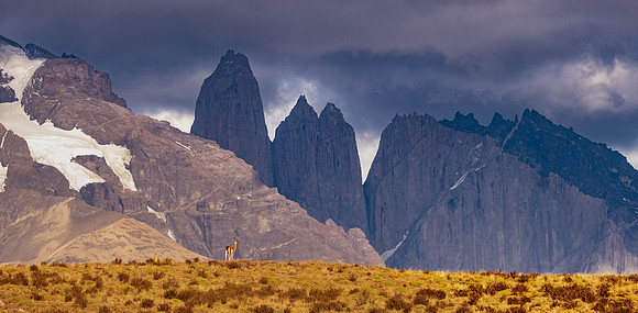 Guanaco in front of the Towers, Torres del Paine