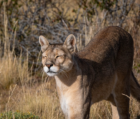 Puma female Ginger - not a full stomach