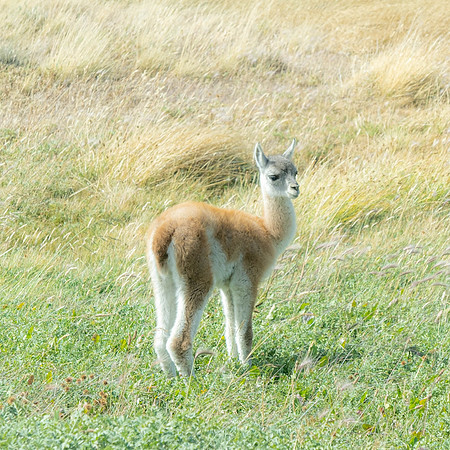 Baby Guanaco hours old