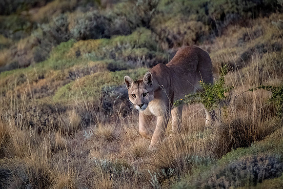Sol stalking, early morning