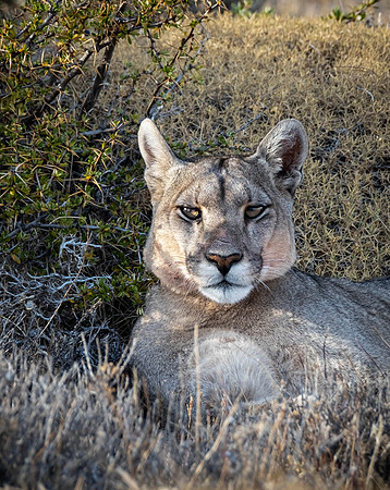 Pataka resting