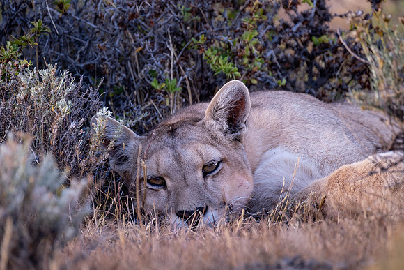 Kitten resting