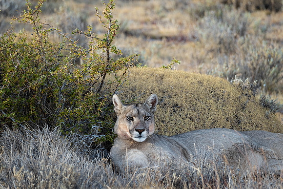 Petaka, Beautiful Cat