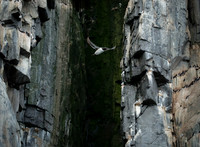 Taking Wing