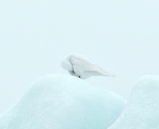 White on white