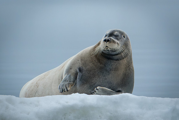 Totally Chill