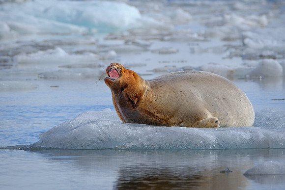 The Big Yawn