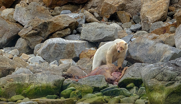 A Bear's Breakfast