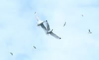Aerial Combat