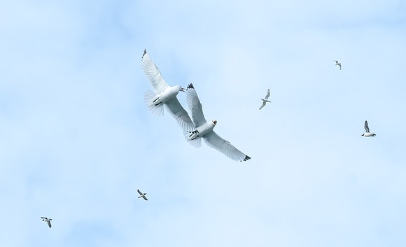 Aerial Combat