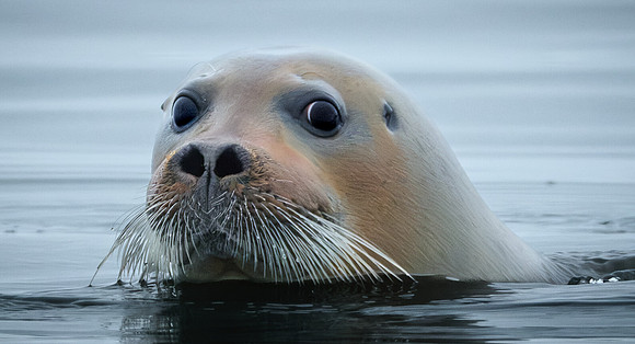 Side Eye