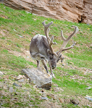Rudolf
