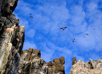 Raining Guillemots