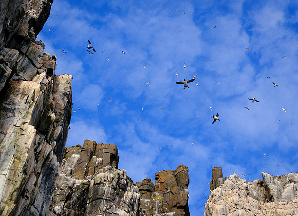 Raining Guillemots