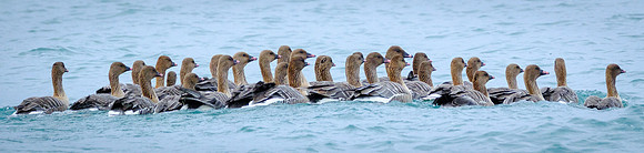 Squadron At Rest