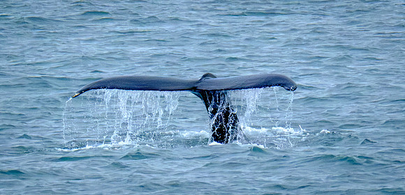 Just a Fluke