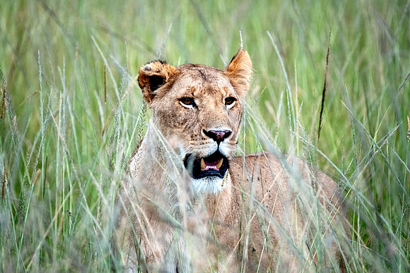 Female Lion at Sunset