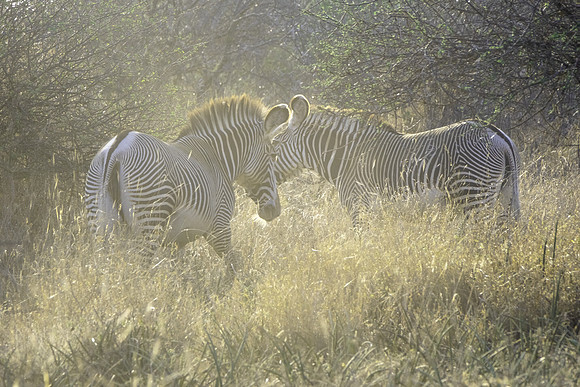 Grevy's Zebra, Early Morning Light, Tumaren Camp Kenya