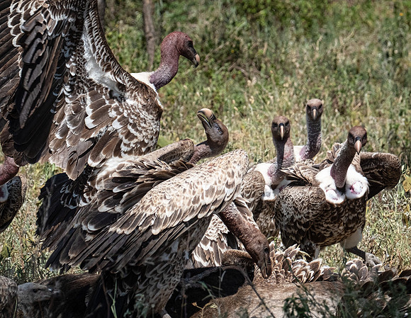 Ruppell's Griffon Vultures on a Natural Carcass