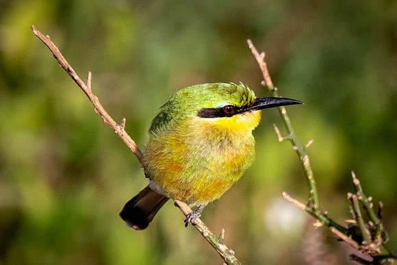 Little Bee Eater
