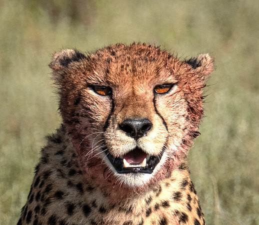 Smiling Cheetah Mid-Meal