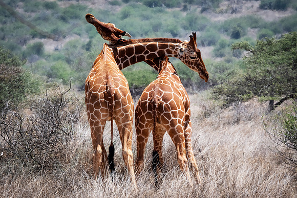 Challenging - Tumaren Camp, Kenya