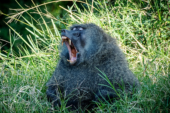 Big Male Baboon Yawn