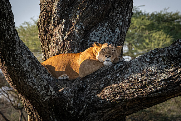 Lion Escaping the Flies