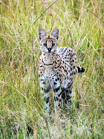 Serval Cat