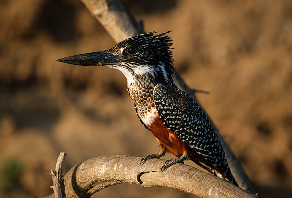 Kingfisher