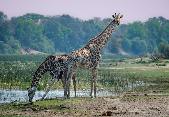 Giraffe Geometry