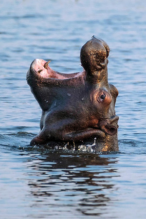 Baby Hippo