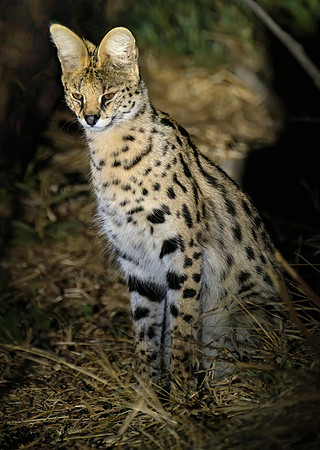 Serval Cat in the Dark