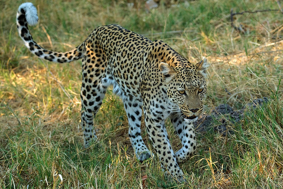 Stalking - Female Leopard