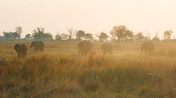 Sunset Elephants, Okavango Delta, Botswana