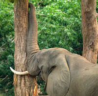 Shaking the tree
