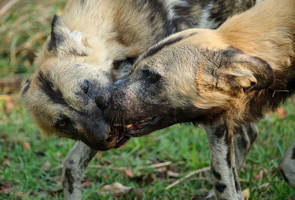 Bonding - wild dogs in the Okavango Delta, Botswana
