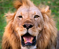 Bad Hair Day