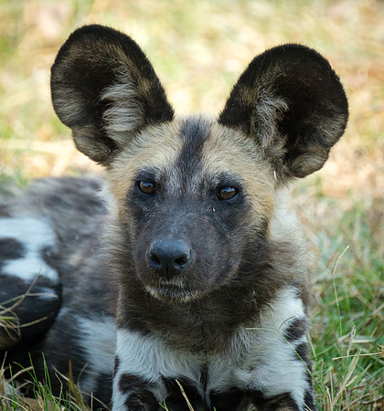 Listening- African Wild Dog
