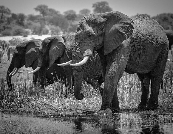 Elephant Line Up
