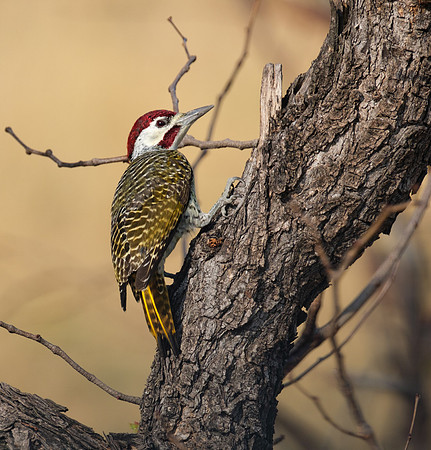 Bennetts Woodpecker