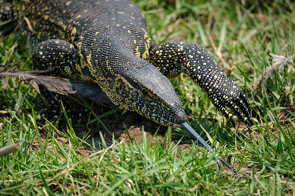 Water Monitor Lizard