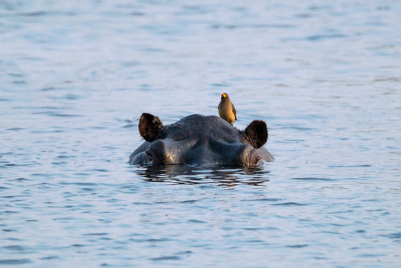 "Pecker head"