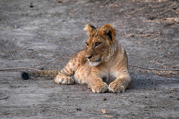 Cutest Cub