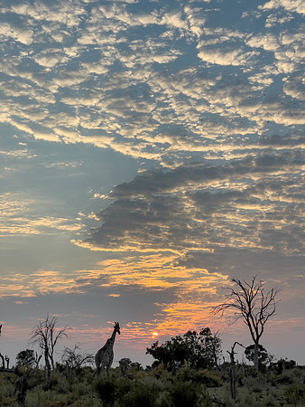 Sunrise with Giraffe