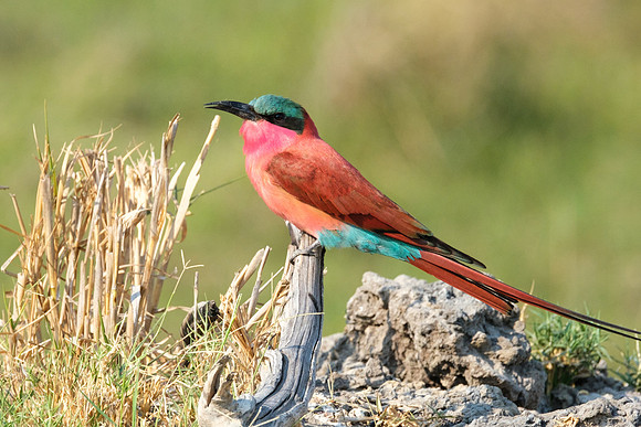 Carmine Bee-eater