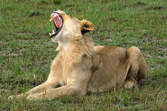 Yawn!