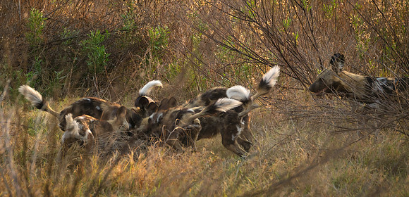 Feeding - Wild Dogs in the Okavango Delta, Botswana