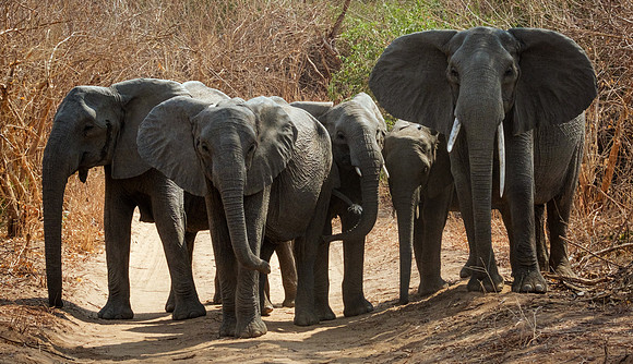 Matriarchal Group